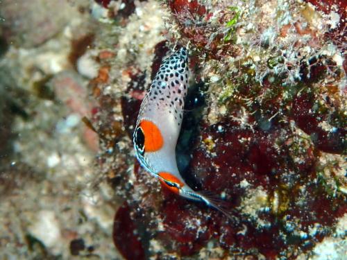 サイパン 島内観光