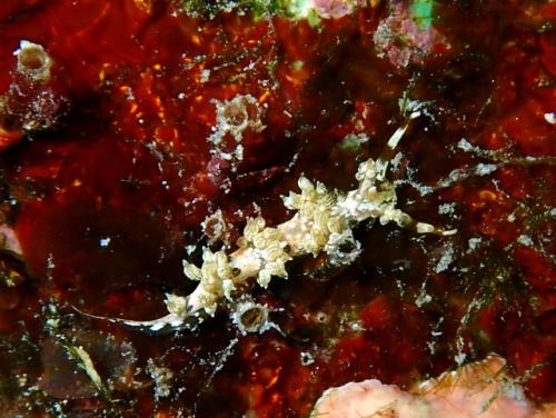 サイパン ダイビング