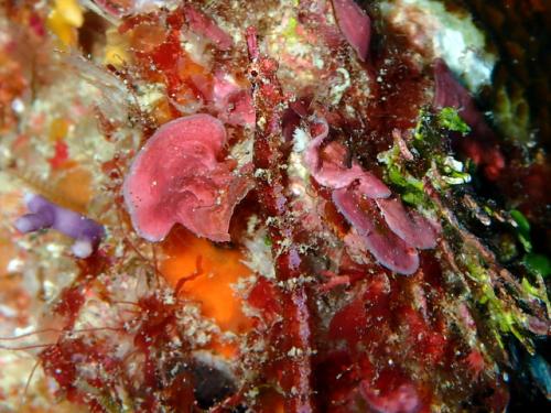 サイパン ダイビングライセンス