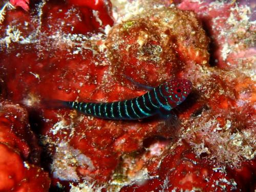 サイパン 島内観光