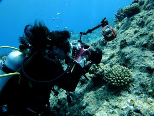 サイパン ダイビングライセンス