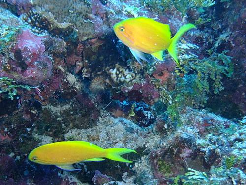 サイパン ダイビングライセンス