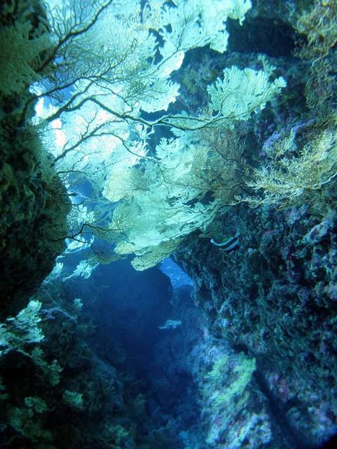 サイパン ダイビング