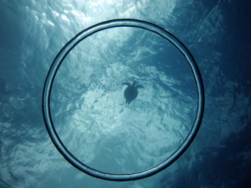 サイパン 体験ダイビング