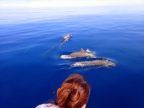 サイパン ダイビングライセンス