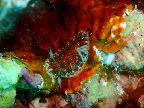 サイパン ダイビング