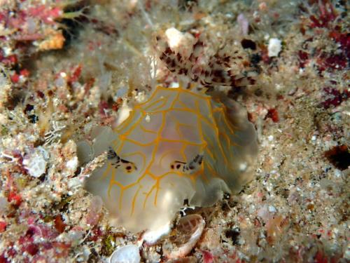 サイパン 体験ダイビング