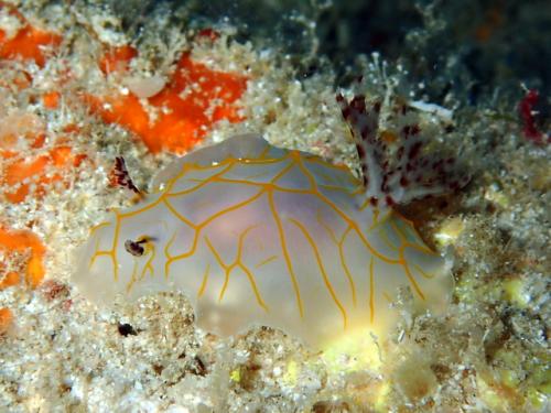 サイパン ダイビングライセンス