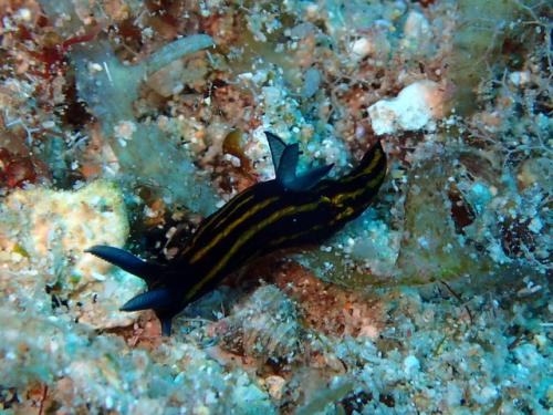 サイパン グロットシュノーケル