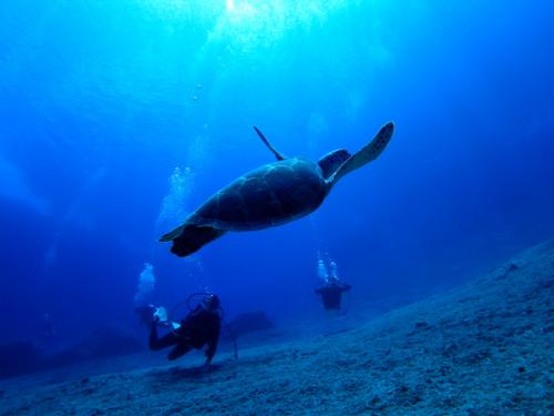 サイパン ダイビング