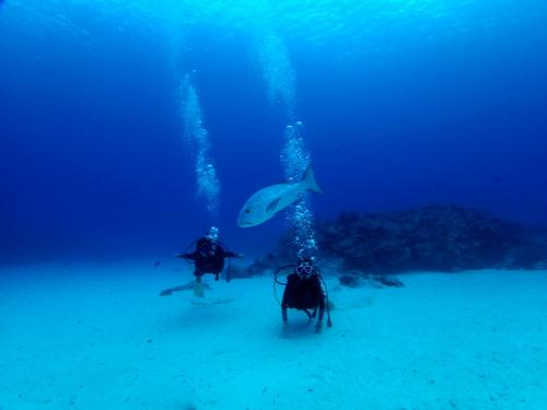 サイパン ダイビング