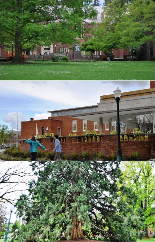 オレゴン大学加工