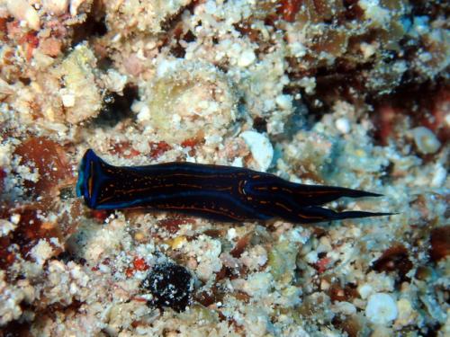 サイパン ダイビングライセンス