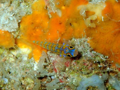 サイパン ダイビング