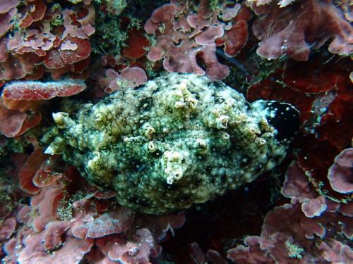 サイパン 体験ダイビング