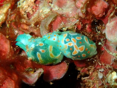 サイパン ダイビングライセンス