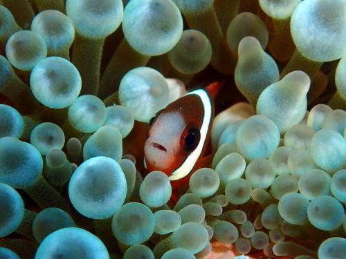 サイパン グロットシュノーケル