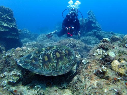 サイパン ダイビング