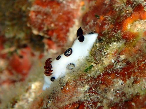 サイパン 体験ダイビング