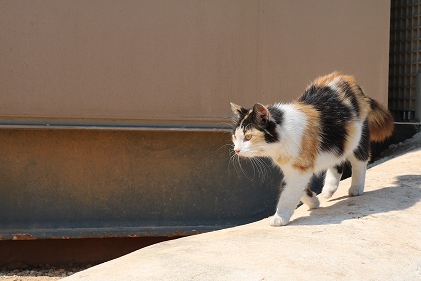 歩くねこ