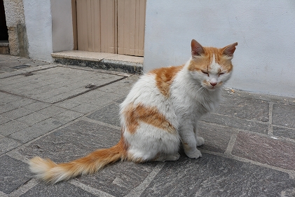 振り返るねこ