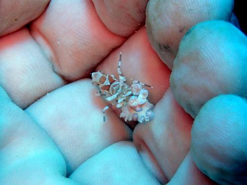 サイパン グロットシュノーケル