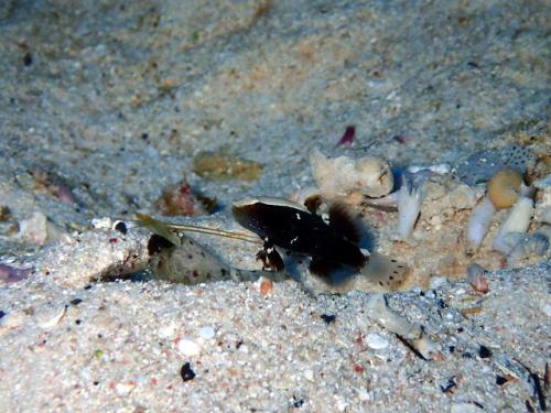 サイパン 島内観光