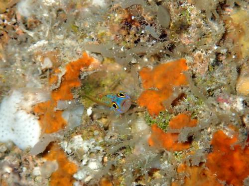 サイパン ダイビングライセンス