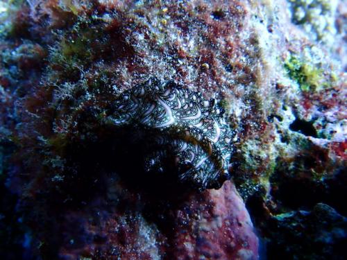 サイパン 島内観光