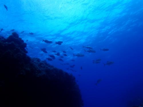 サイパン 体験ダイビング