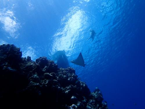 サイパン ダイビング