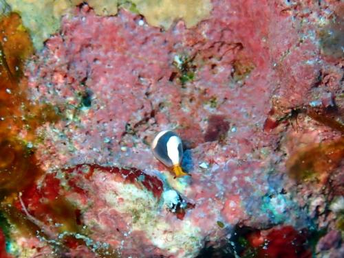 サイパン ダイビング