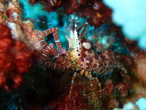 サイパン 島内観光