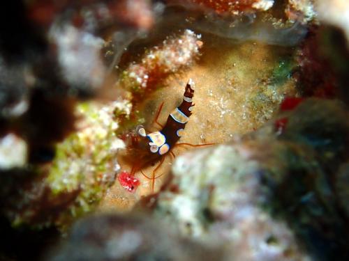 サイパン ダイビング