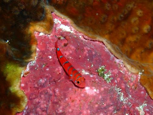 サイパン ダイビングライセンス