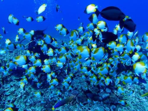 サイパン グロットシュノーケル