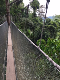 キャノピーウォーク