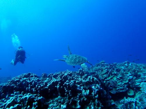 サイパン ダイビング