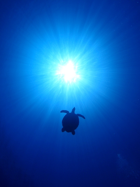 サイパン ダイビングライセンス