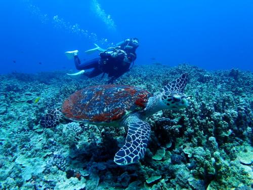 サイパン グロットシュノーケル