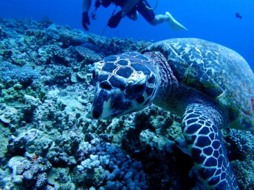 サイパン 島内観光