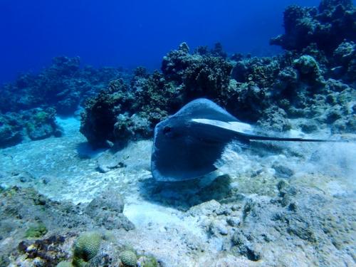 サイパン ダイビング