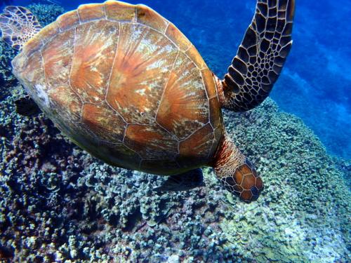 サイパン 体験ダイビング