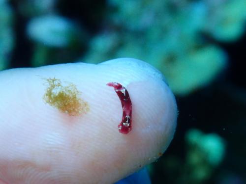 サイパン ダイビングライセンス