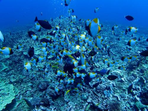 サイパン グロットシュノーケル