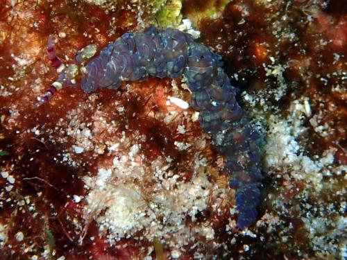 サイパン 体験ダイビング