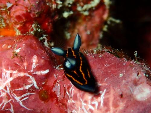 サイパン グロットシュノーケル