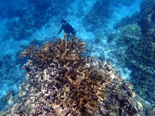 サイパン 体験ダイビング