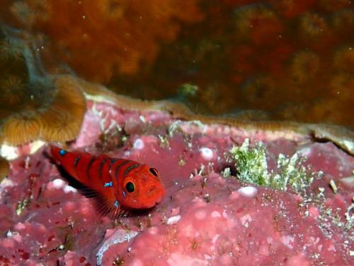 サイパン ダイビングライセンス