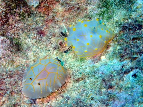 サイパン ダイビング